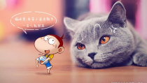 猫咪跑向小姐姐,温馨瞬间定格